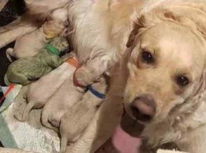 最新台湾狗崽爆料新闻视频,最新视频揭露惊人内幕